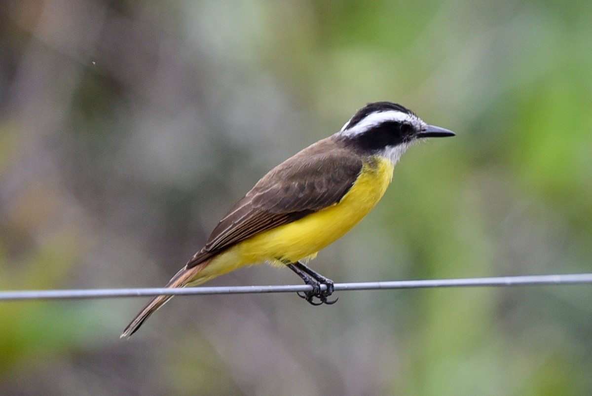 Lesser Kiskadee - ML642618977