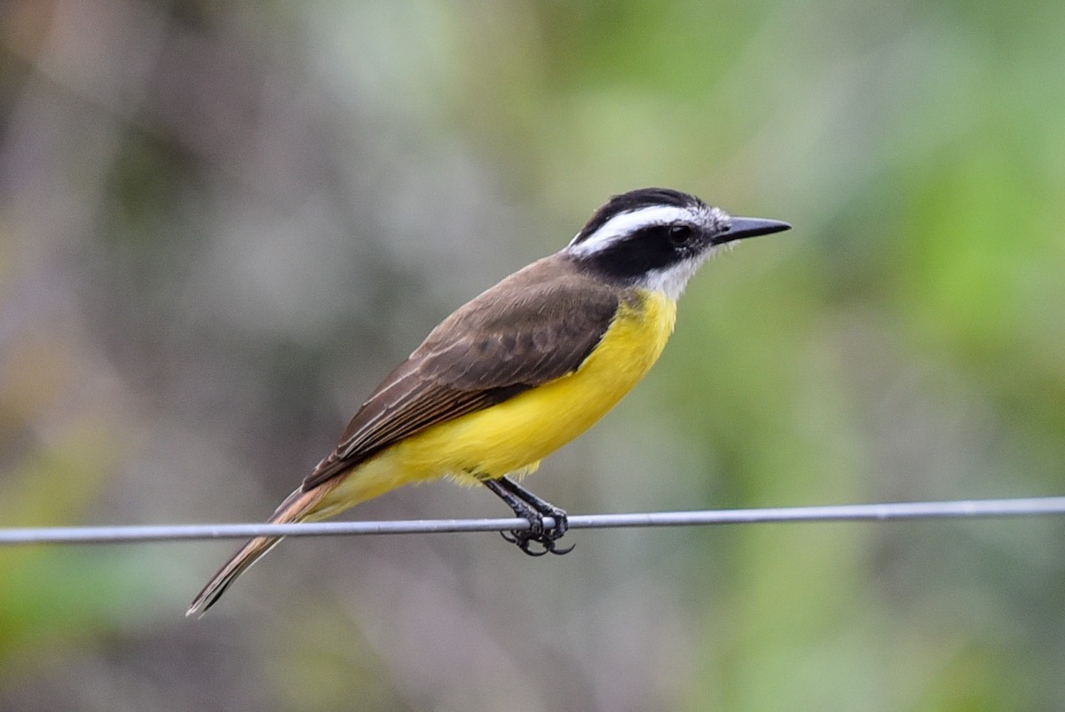 Lesser Kiskadee - ML642618978