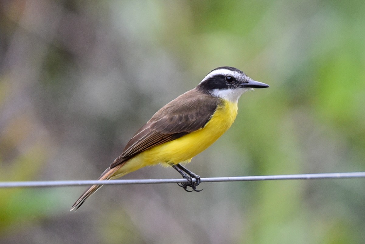 Lesser Kiskadee - ML642618979