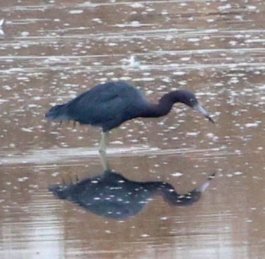 Little Blue Heron - ML642618981