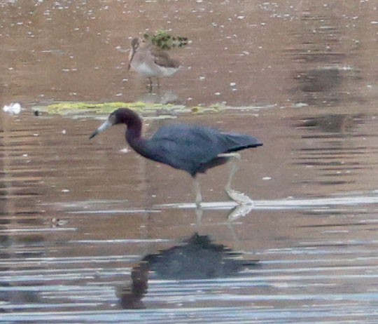Little Blue Heron - ML642618982