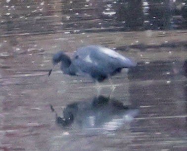 Little Blue Heron - ML642618983