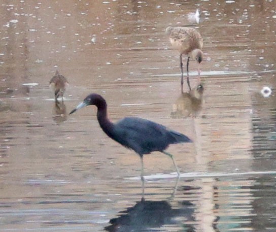 Little Blue Heron - ML642618984