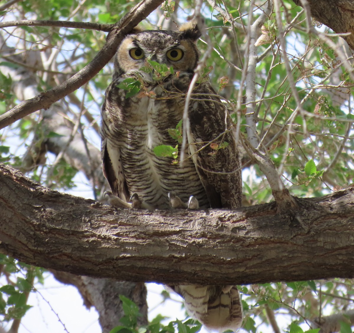 Great Horned Owl - ML642618988