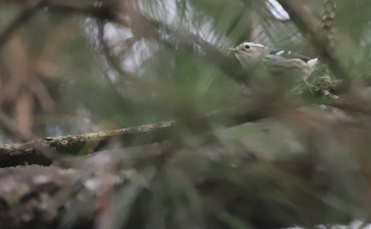 Black-and-white Warbler - ML642618990