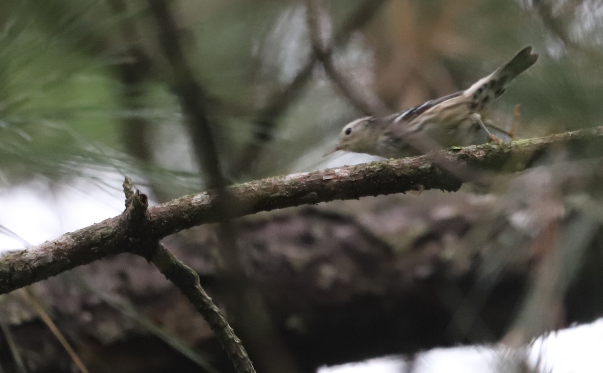 Black-and-white Warbler - ML642618992
