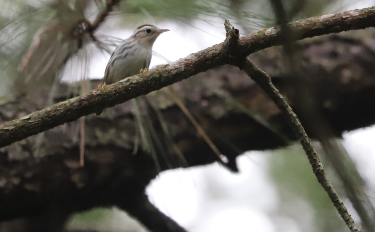 Black-and-white Warbler - ML642619001
