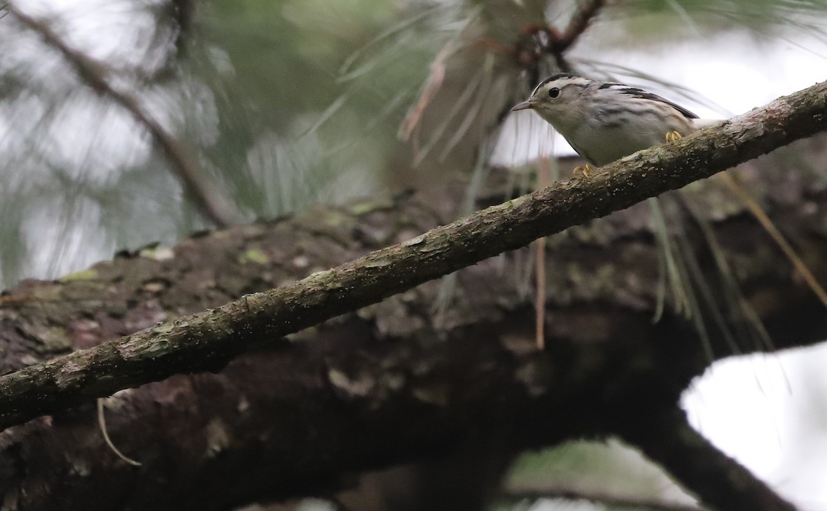 Black-and-white Warbler - ML642619008