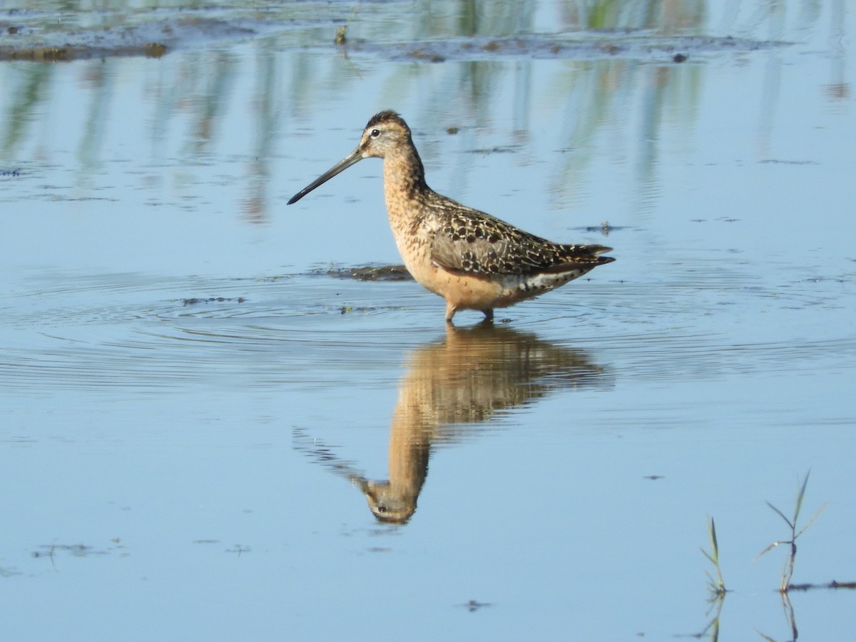 Long-billed Dowitcher - ML64261901