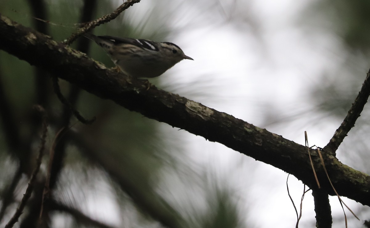 Black-and-white Warbler - ML642619015