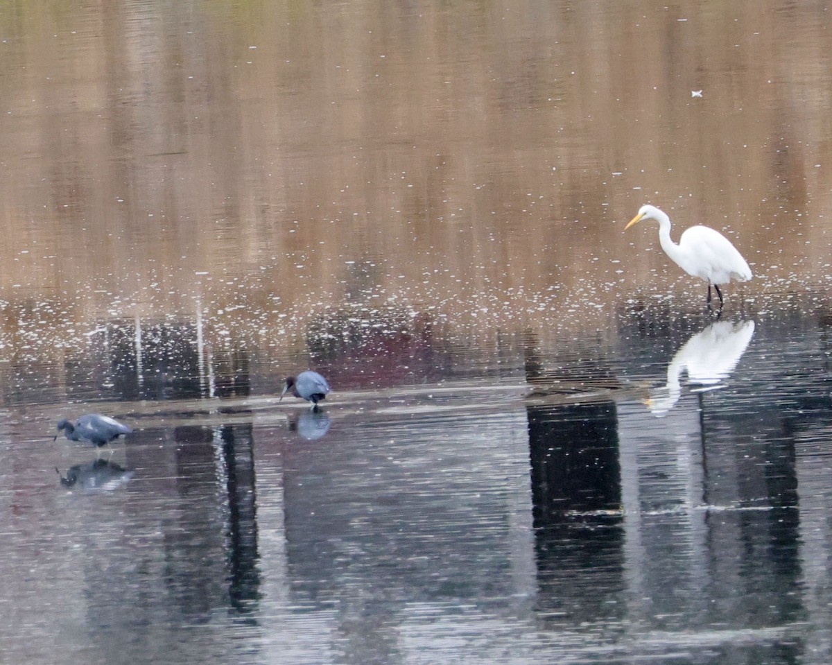 Little Blue Heron - ML642619020