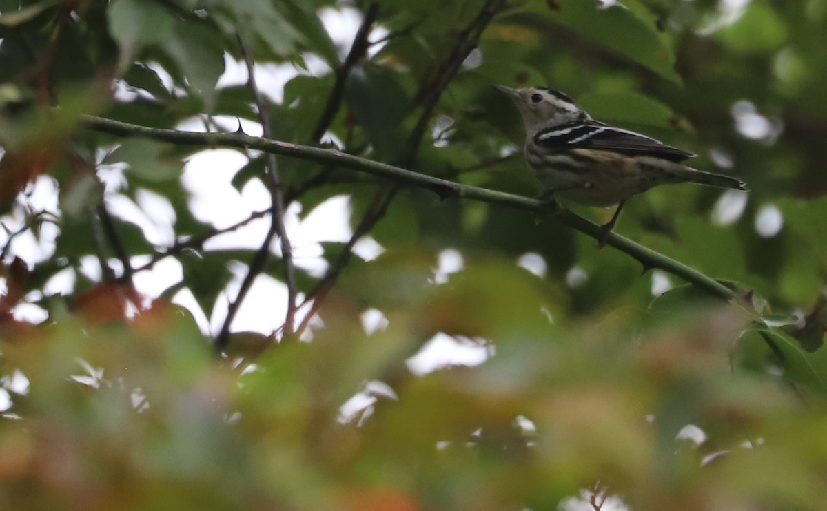 Black-and-white Warbler - ML642619021