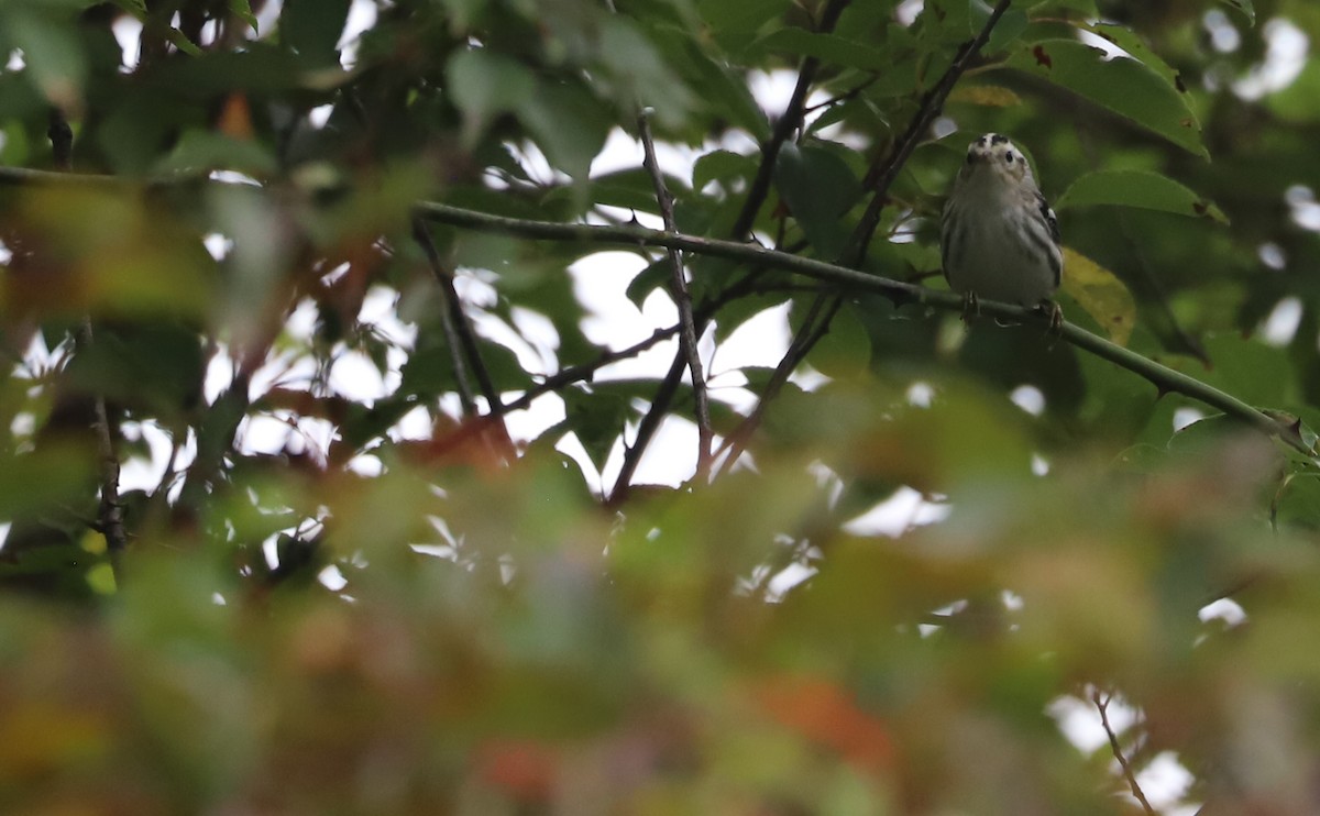 Black-and-white Warbler - ML642619027