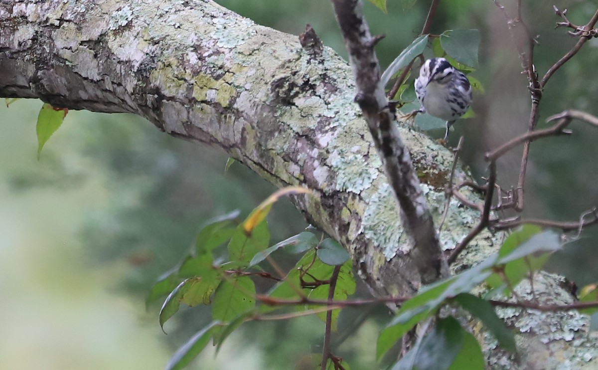 Black-and-white Warbler - ML642619038