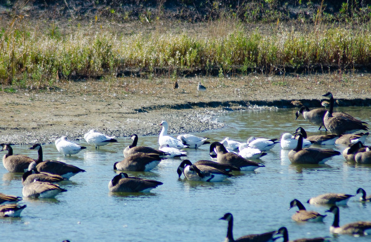 Ross's Goose - ML642619047