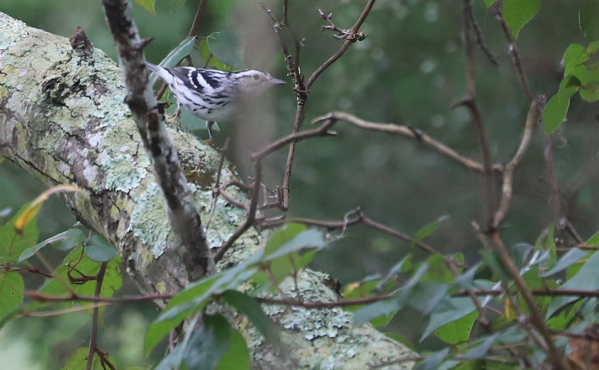 Black-and-white Warbler - ML642619048