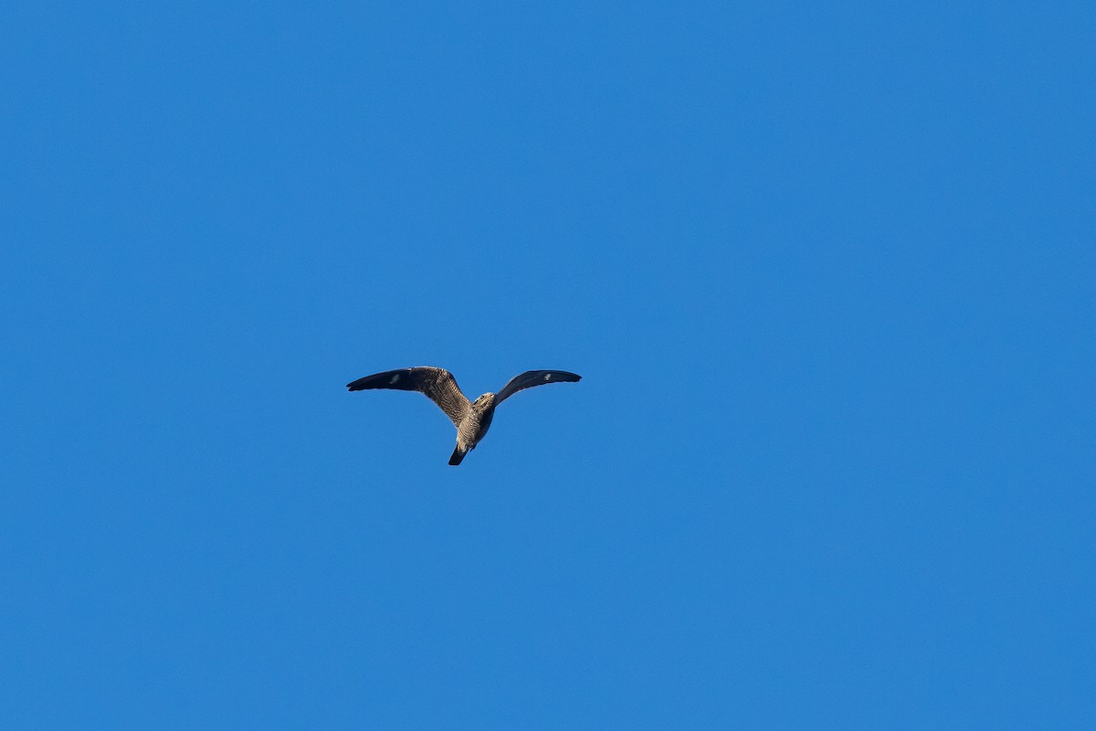 Common Nighthawk - ML642619053