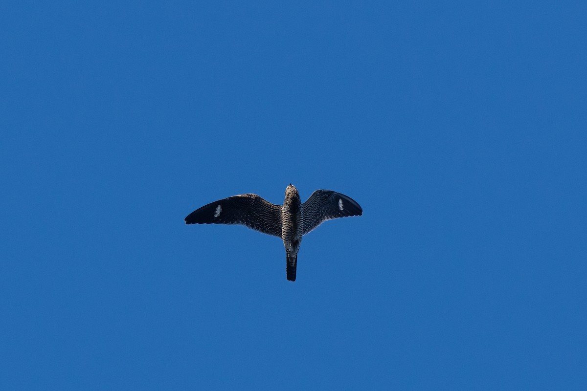 Common Nighthawk - ML642619058