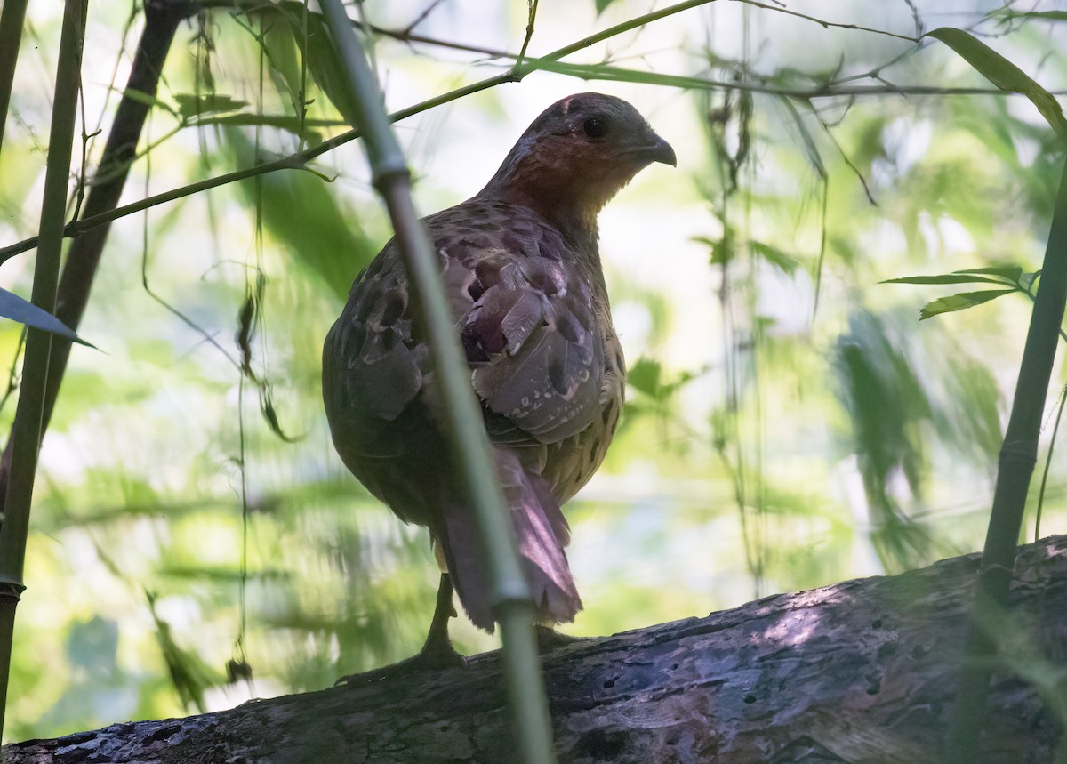 Chinese Bamboo-Partridge - ML642619079