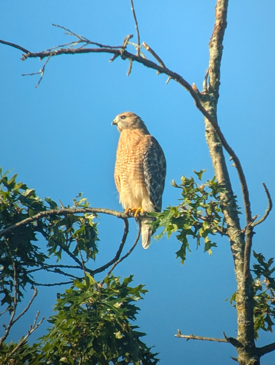 Red-shouldered Hawk - ML642619143