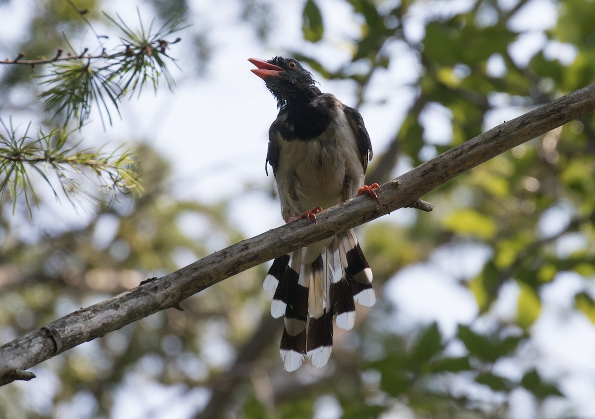 Red-billed Blue-Magpie - ML642619144