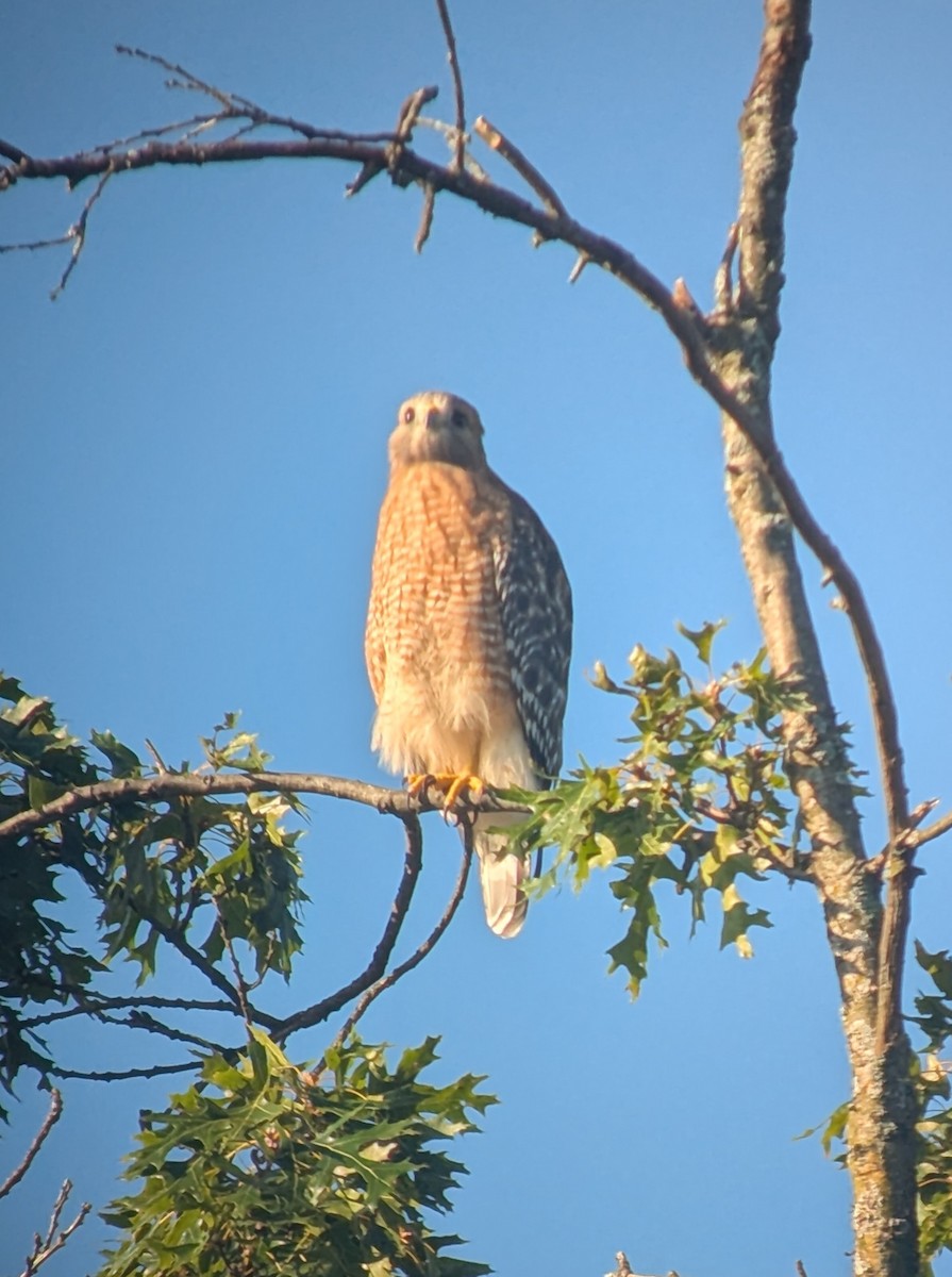 Red-shouldered Hawk - ML642619146