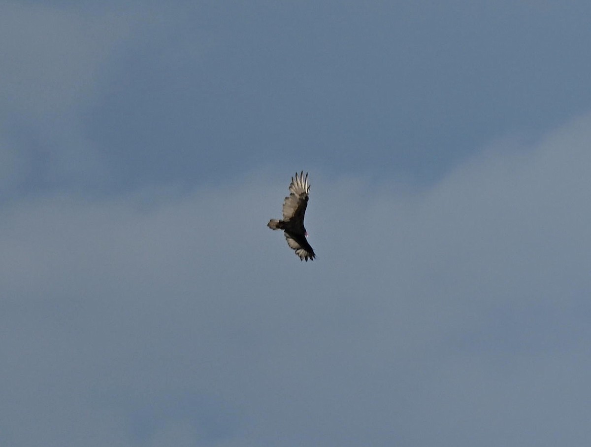 Turkey Vulture - ML642619153