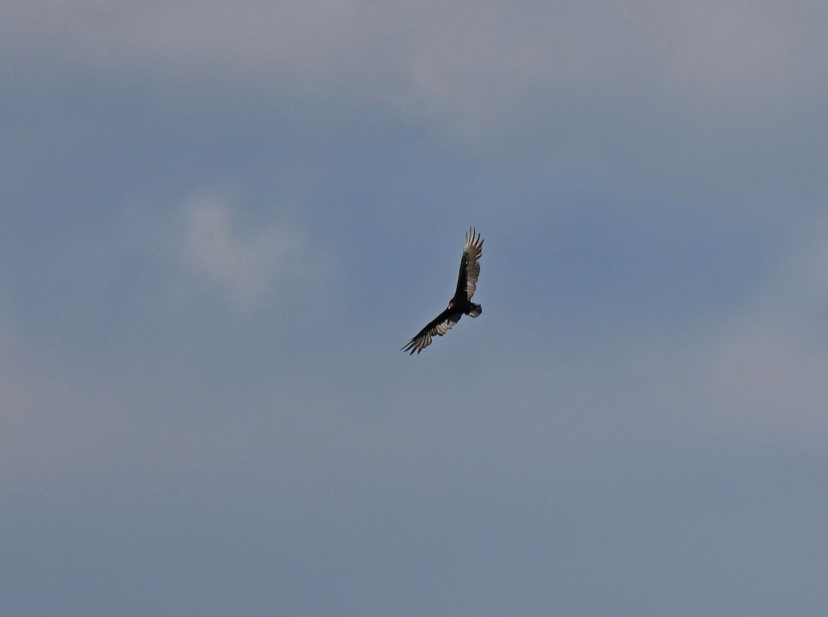 Turkey Vulture - ML642619160