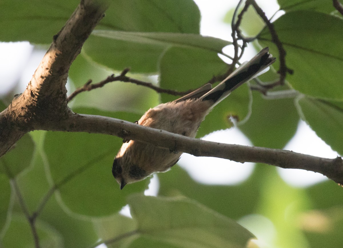 Silver-throated Tit - ML642619163