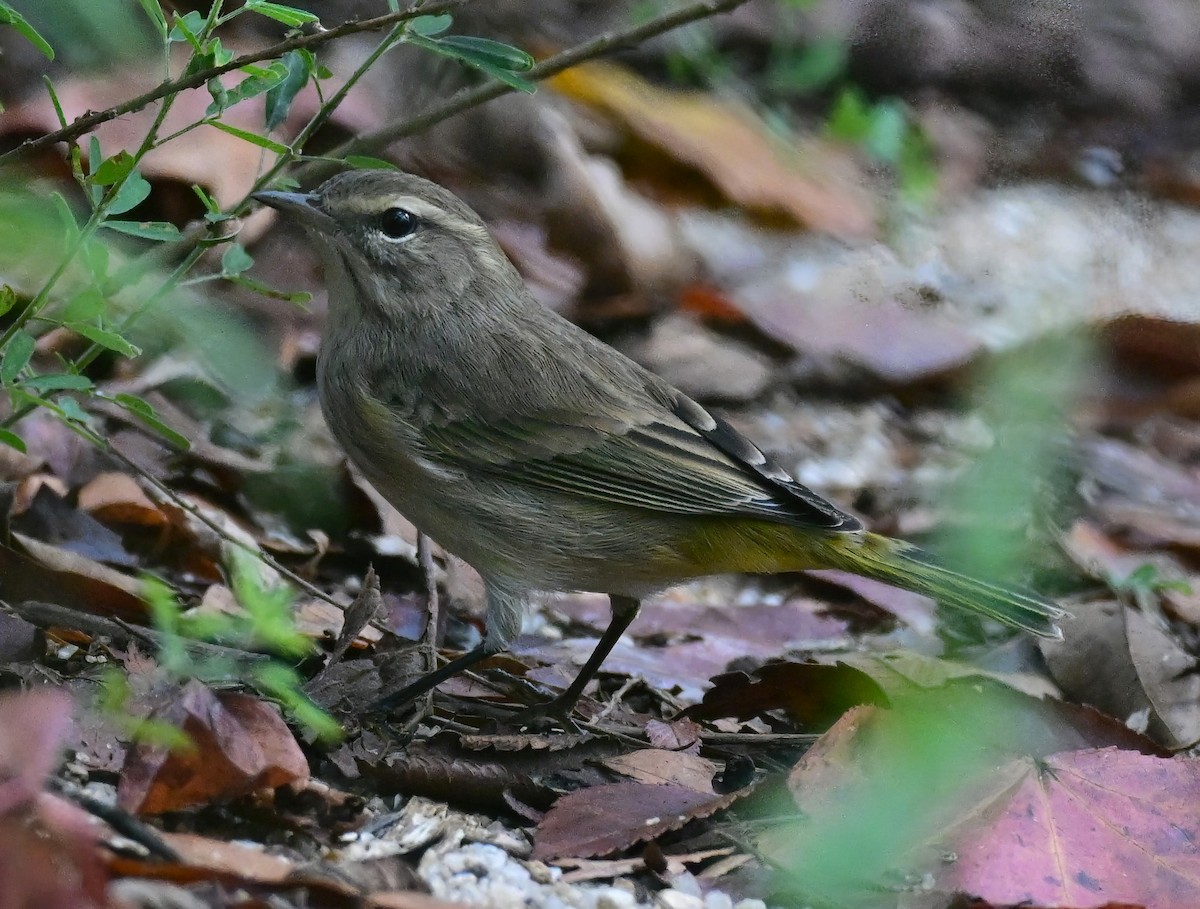 Palm Warbler - ML642619194