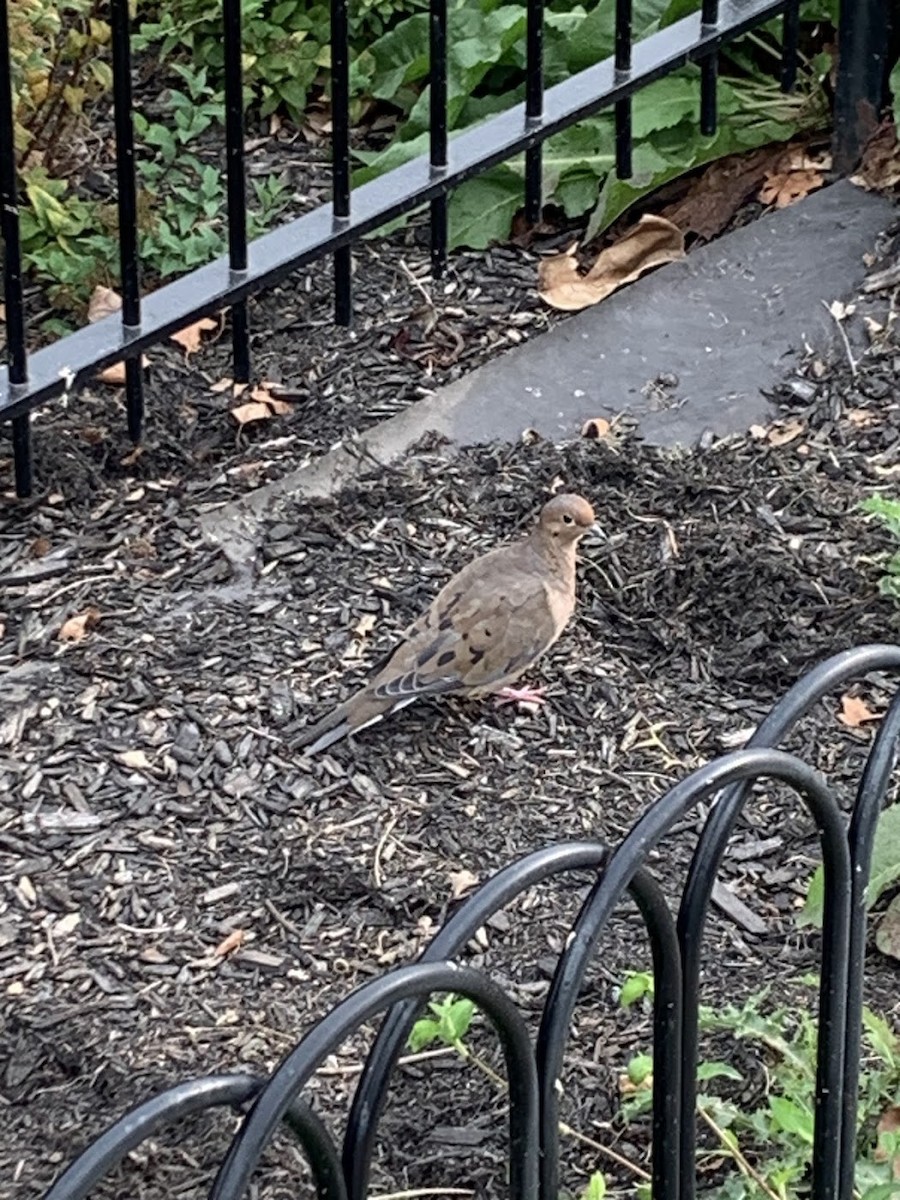 Mourning Dove - ML642619208