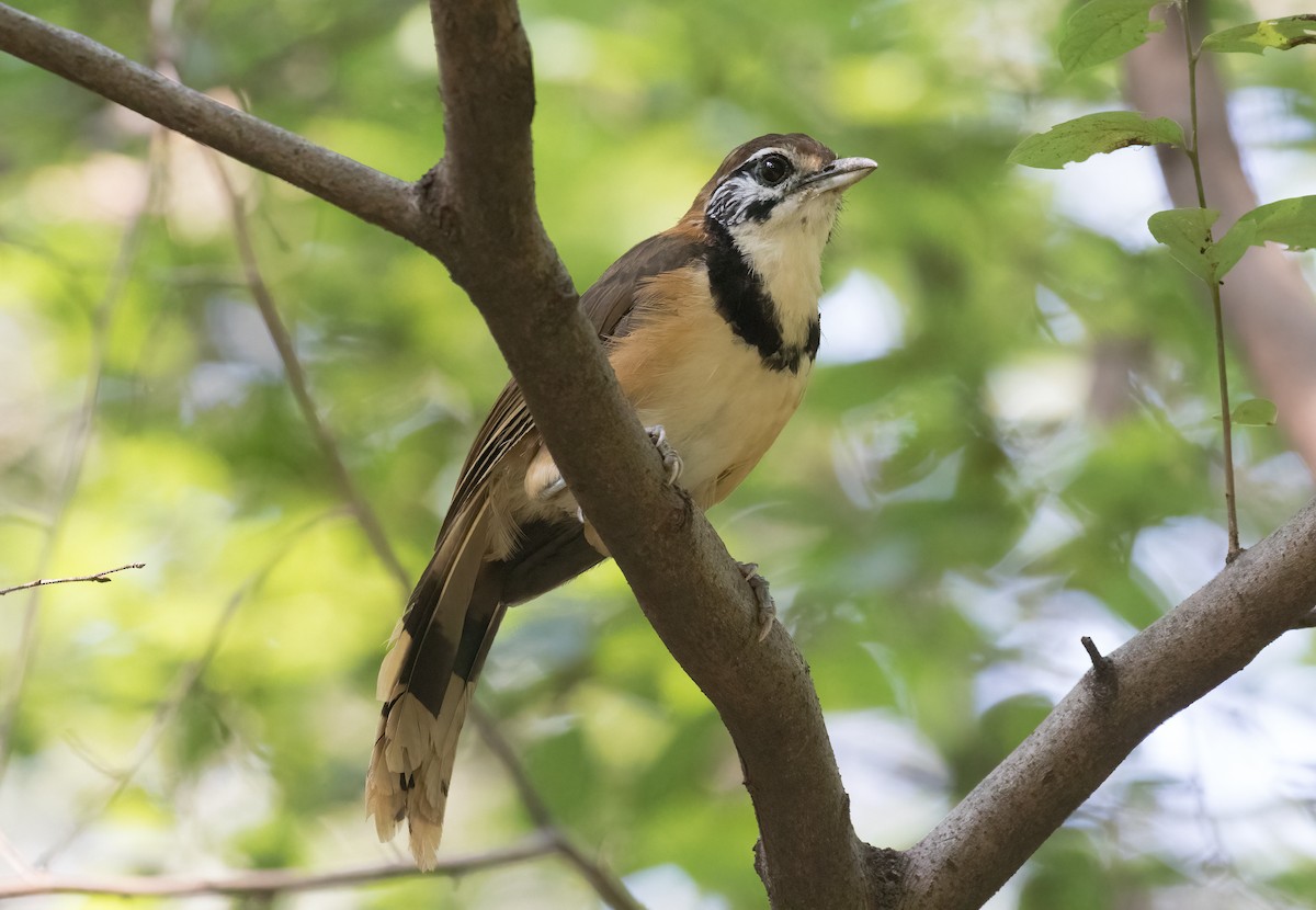 Greater Necklaced Laughingthrush - ML642619228
