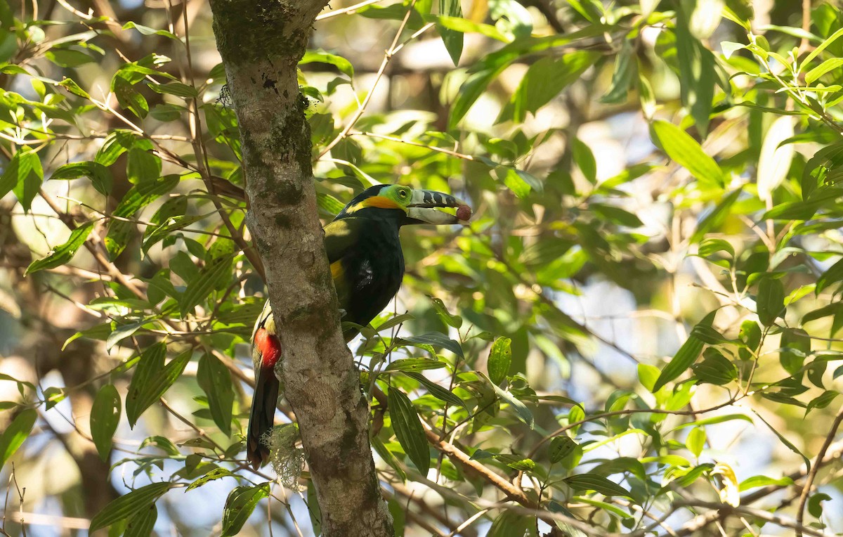 Spot-billed Toucanet - ML642619240
