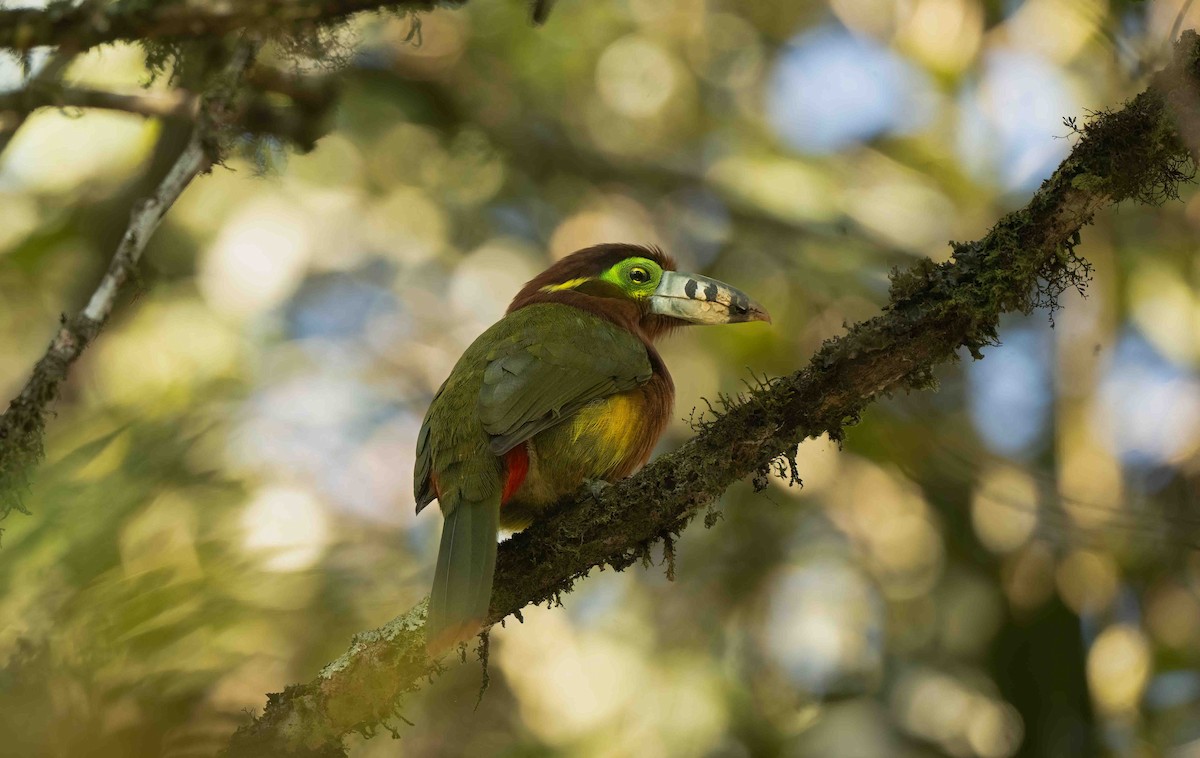Spot-billed Toucanet - ML642619255