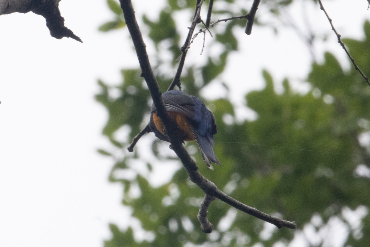 Amazonian Trogon - ML642619274