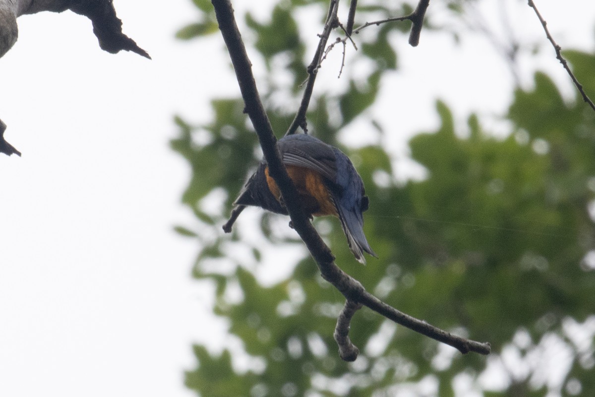 Amazonian Trogon - ML642619275