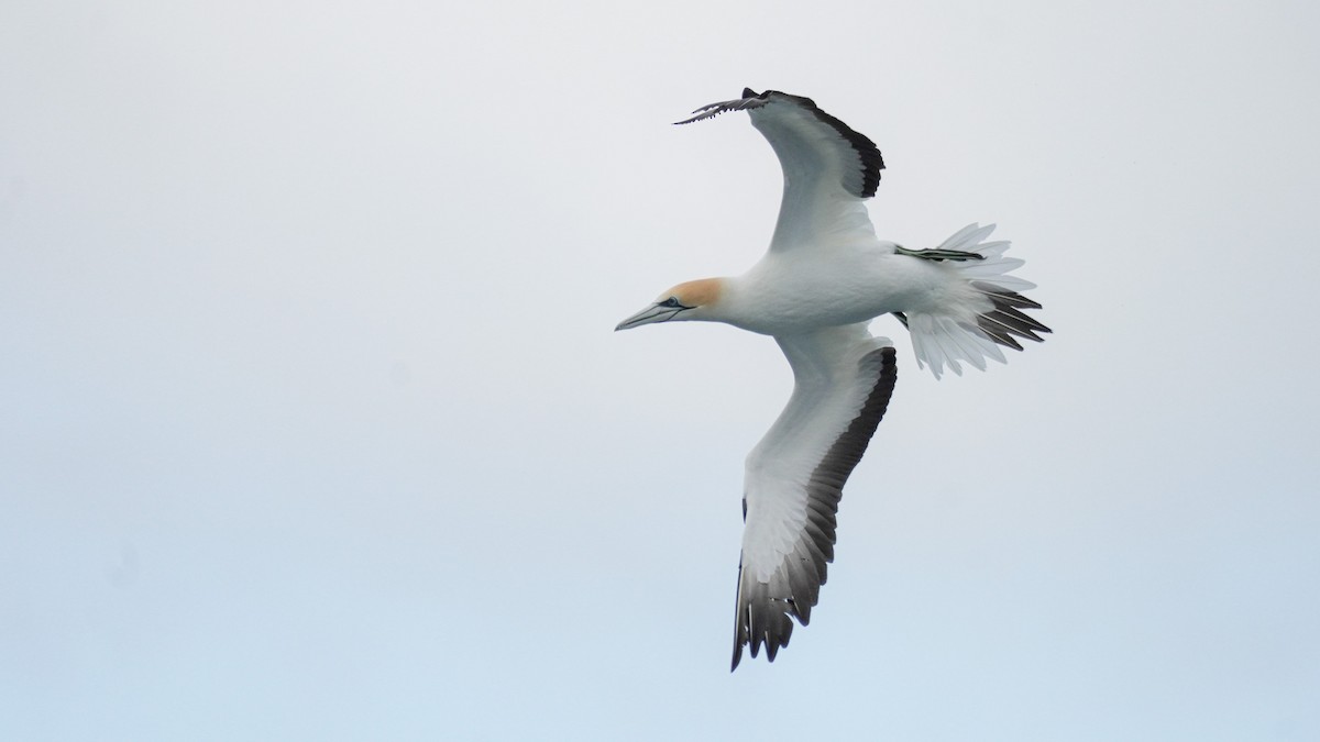 Australasian Gannet - ML642619302