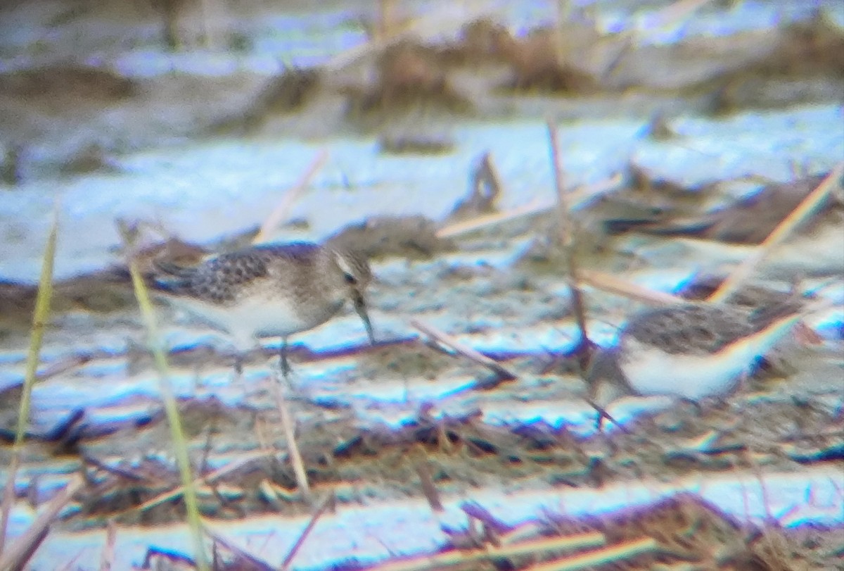 Baird's Sandpiper - ML642619306