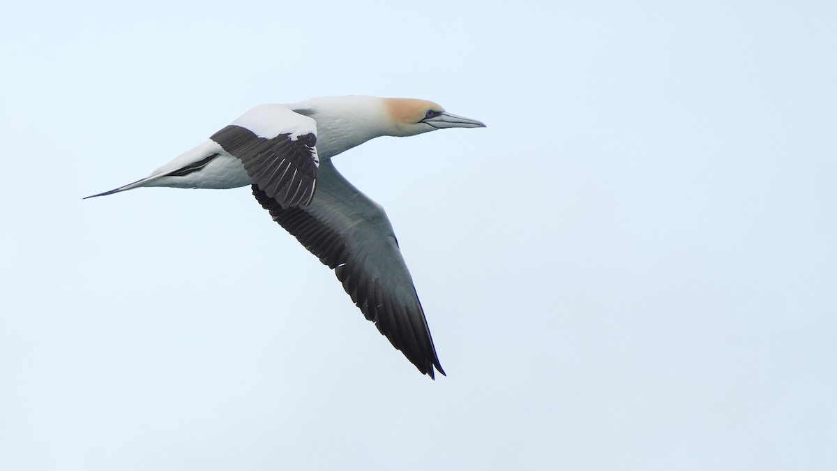 Australasian Gannet - ML642619316