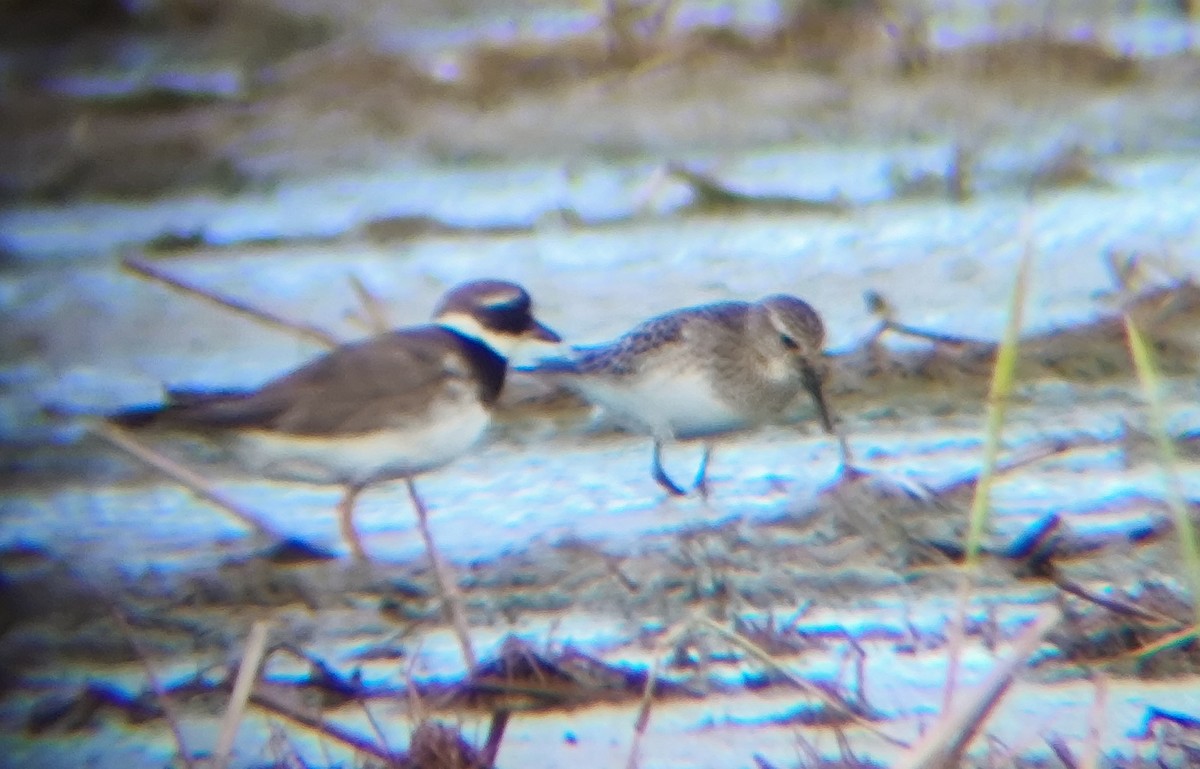 Baird's Sandpiper - ML642619324