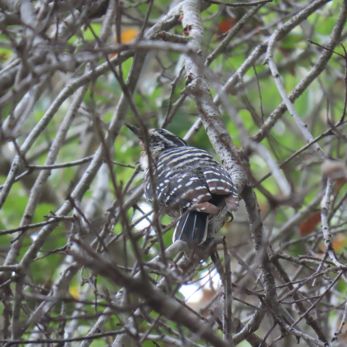 Nuttall's Woodpecker - ML642619333