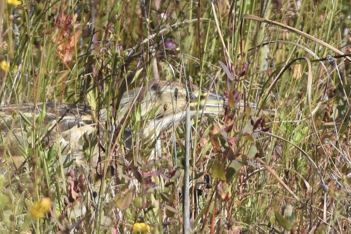American Bittern - ML642619385