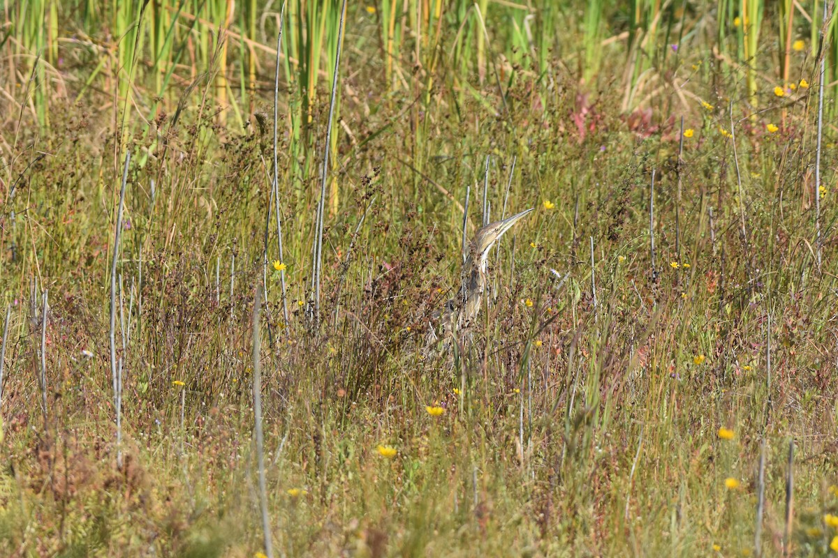 American Bittern - ML642619386