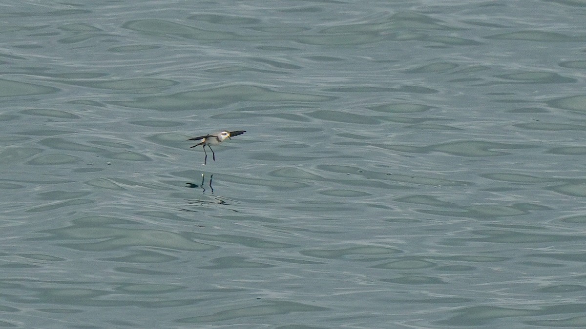 White-faced Storm-Petrel - ML642619389