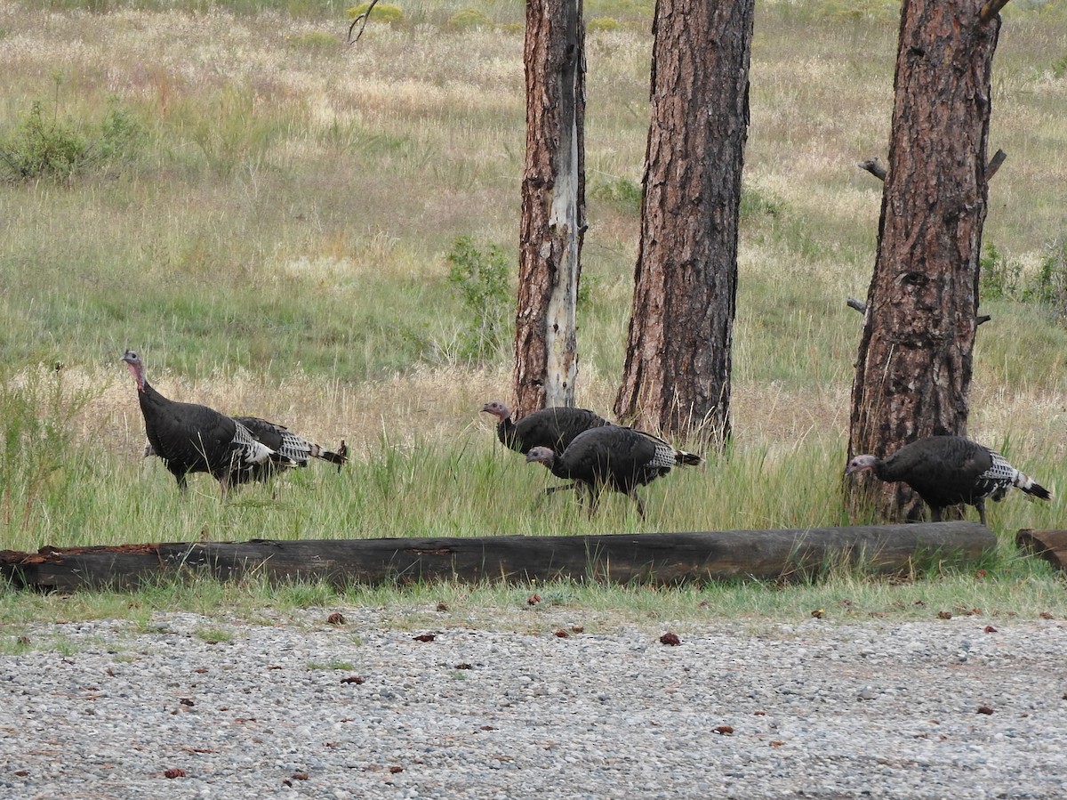 Wild Turkey - ML642619390