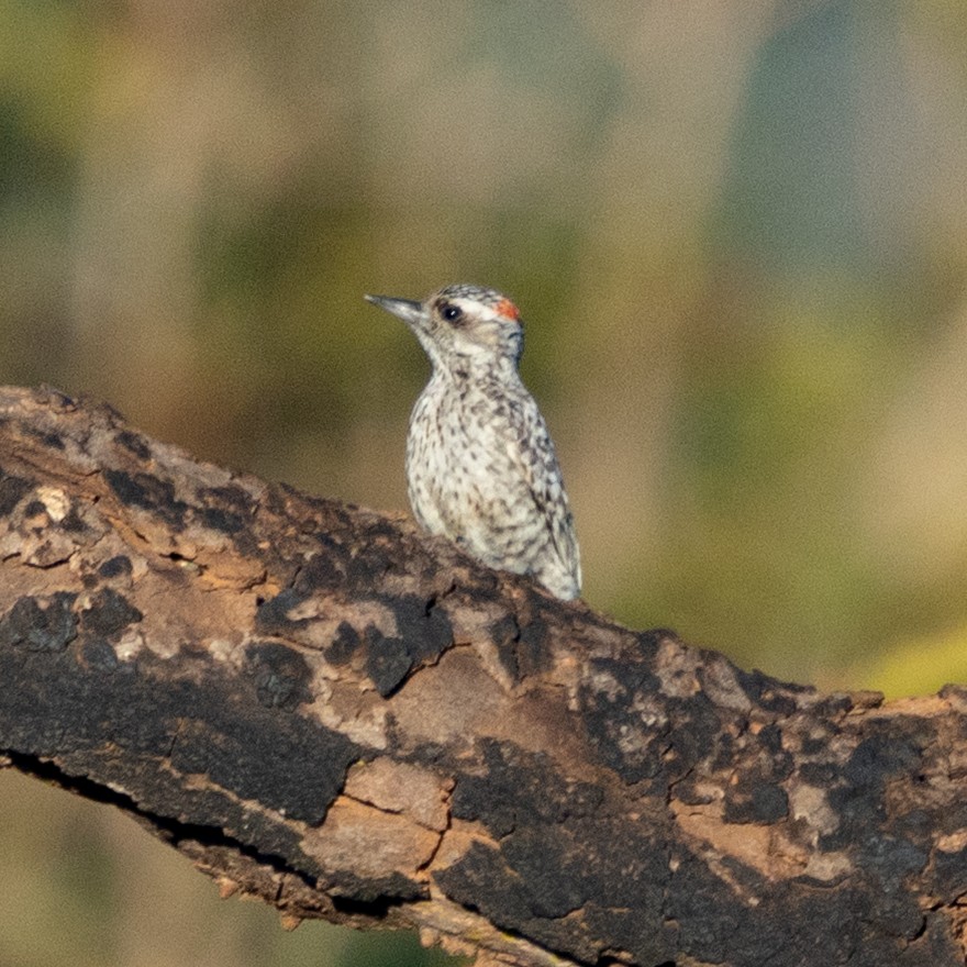 Checkered Woodpecker - ML642619394
