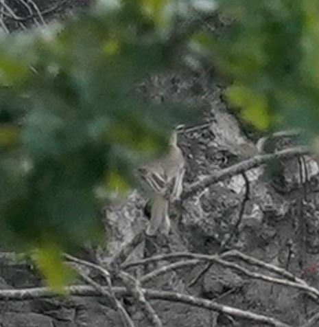 new world flycatcher sp. - ML642619402