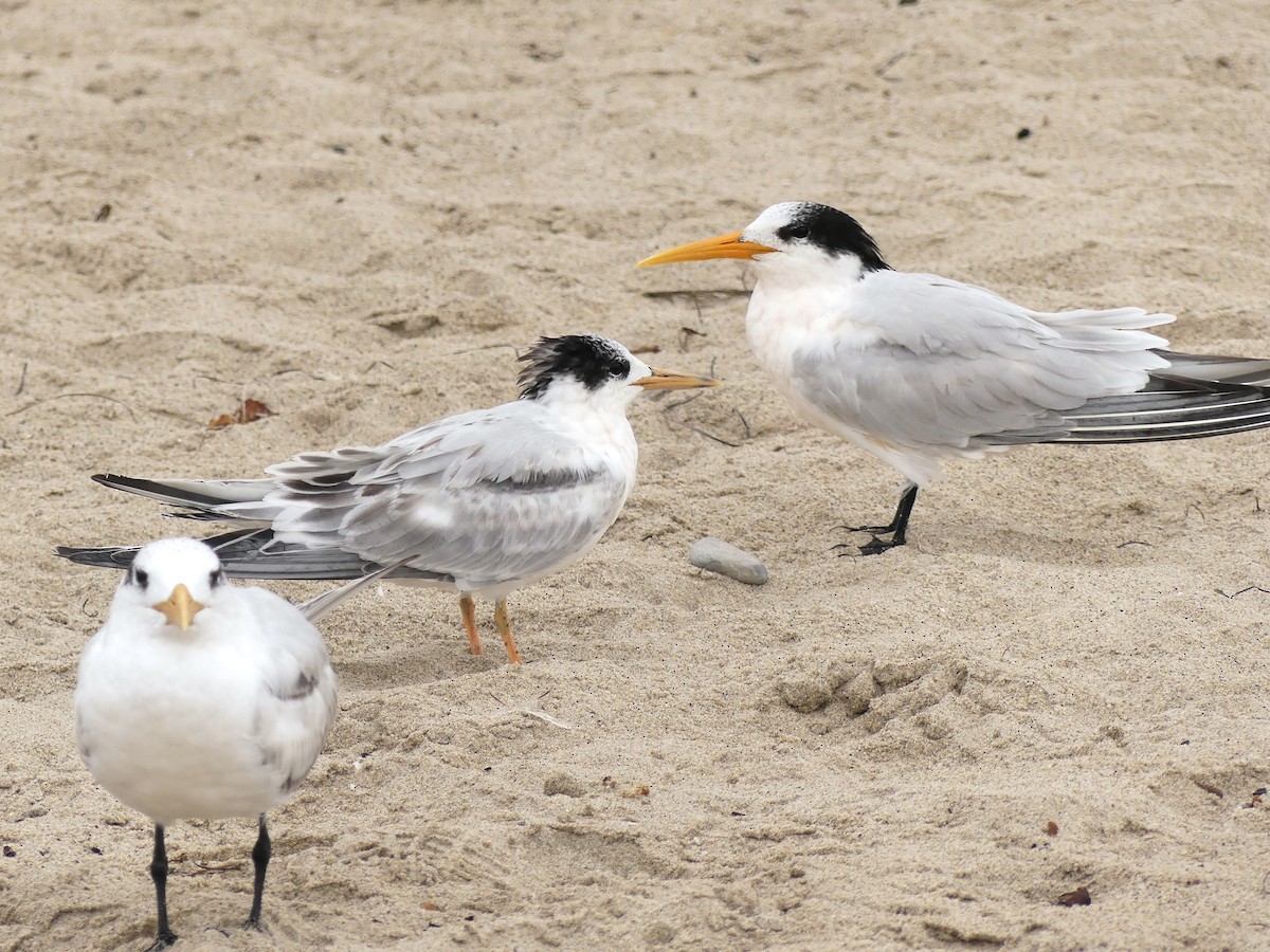 Elegant Tern - ML642619410