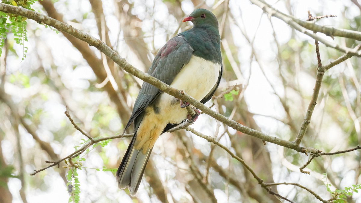 New Zealand Pigeon - ML642619478