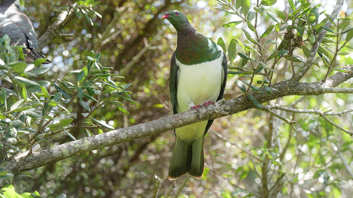 New Zealand Pigeon - ML642619494